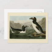 Grote auk - John James Audubon's vogels in Amerika Briefkaart (Voorkant / Achterkant)