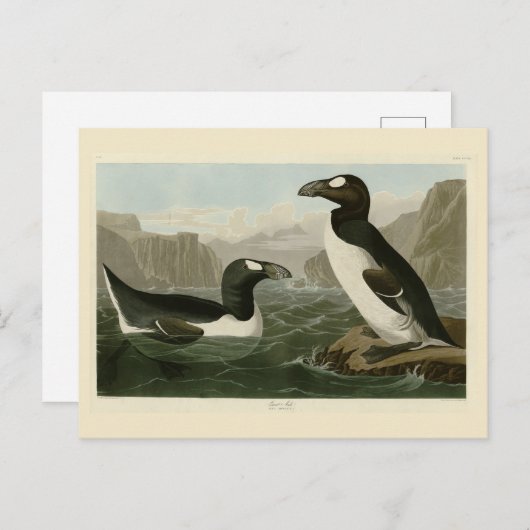Grote auk - John James Audubon's vogels in Amerika Briefkaart (Voorkant / Achterkant)