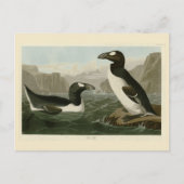 Grote auk - John James Audubon's vogels in Amerika Briefkaart (Voorkant)