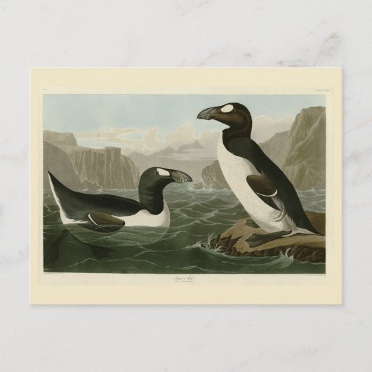 Grote auk - John James Audubon's vogels in Amerika Briefkaart (Voorkant)