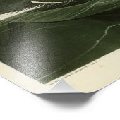 Grote auk - John James Audubon's vogels in Amerika Foto Afdruk (Hoek)