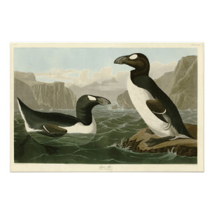 Grote auk - John James Audubon's vogels in Amerika Foto Afdruk