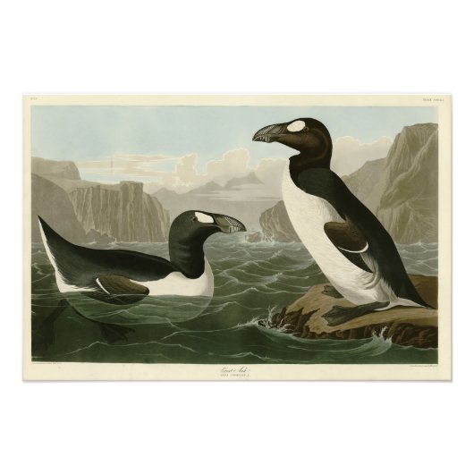 Grote auk - John James Audubon's vogels in Amerika Foto Afdruk (Voorkant)