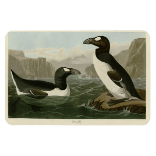 Grote auk - John James Audubon's vogels in Amerika Magneet