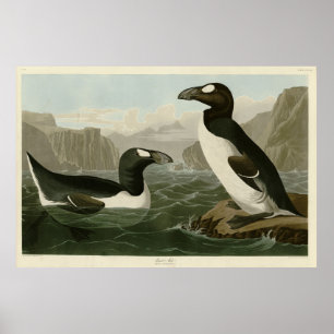 Grote auk - John James Audubon's vogels in Amerika Poster