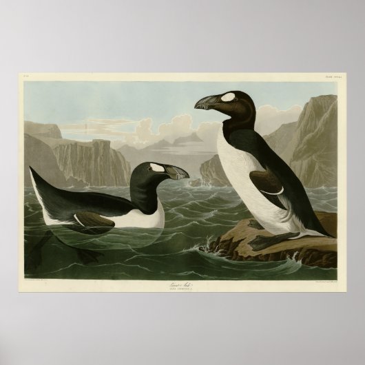 Grote auk - John James Audubon's vogels in Amerika Poster (Voorkant)