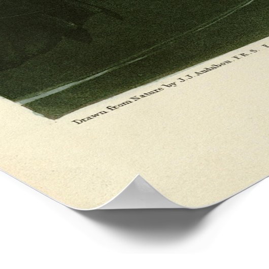 Grote auk - John James Audubon's vogels in Amerika Poster (Hoek)