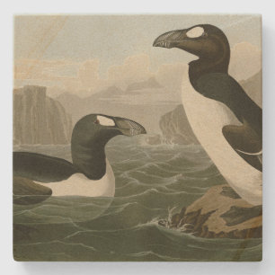 Grote auk - John James Audubon's vogels in Amerika Stenen Onderzetter