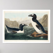 Grote Auk van het Poster Audubon (Voorkant)