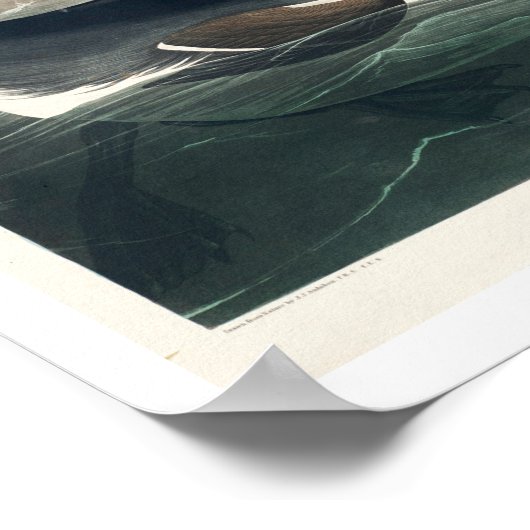 Grote Auk van het Poster Audubon (Hoek)