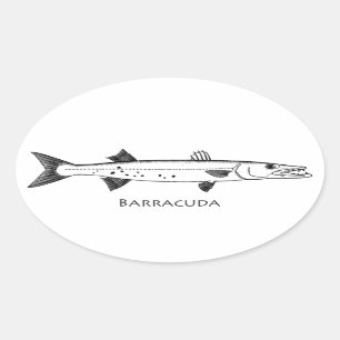 Grote Barracuda Logo Ovale Sticker
