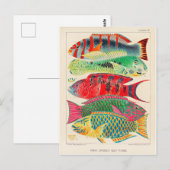 Grote barrière rif vissen briefkaart (Voorkant / Achterkant)