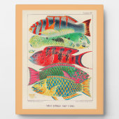 Grote barrière rif vissen fotoplaat (Voorkant)