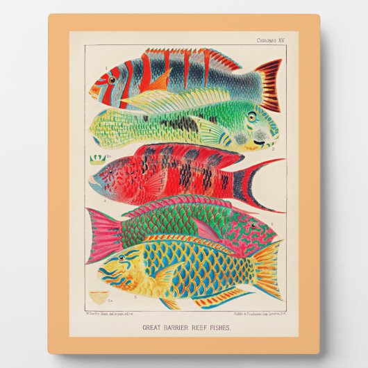 Grote barrière rif vissen fotoplaat (Voorkant)