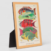 Grote barrière rif vissen fotoplaat (Zijkant)