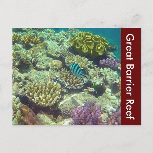 grote barrièrerif australië briefkaart (Voorkant)