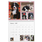 Grote Berner Nation Babes 2017 kalender (Feb 2027)