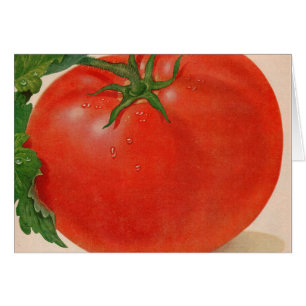 grote BIG juicy tomato