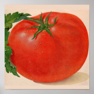 grote BIG juicy tomato Poster