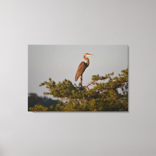 Grote blauwe haron boven op de boom canvas afdruk (Voorkant)