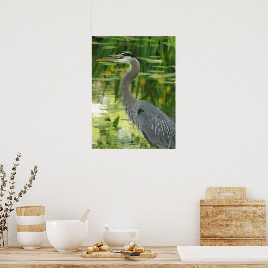 Grote blauwe haron in vijver poster (Keuken)