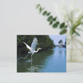 Grote blauwe haron (witte fase), Key Largo, Florid Briefkaart (Staand voorkant)