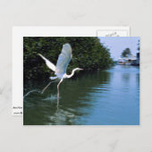 Grote blauwe haron (witte fase), Key Largo, Florid Briefkaart (Voorkant / Achterkant)