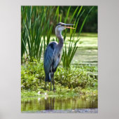 Grote Blauwe Heron bij de Pond Poster (Voorkant)