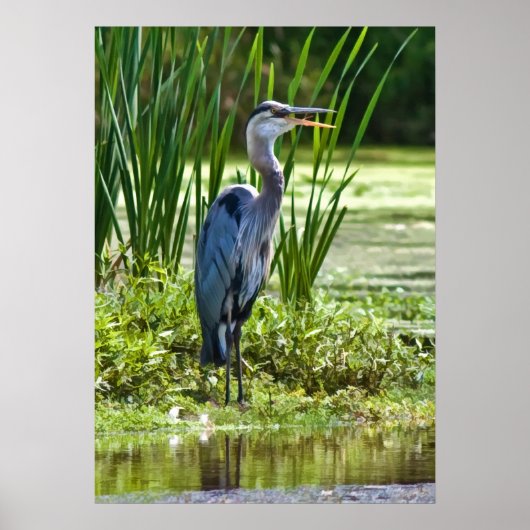 Grote Blauwe Heron bij de Pond Poster (Voorkant)