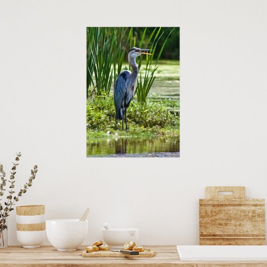 Grote Blauwe Heron bij de Pond Poster (Keuken)