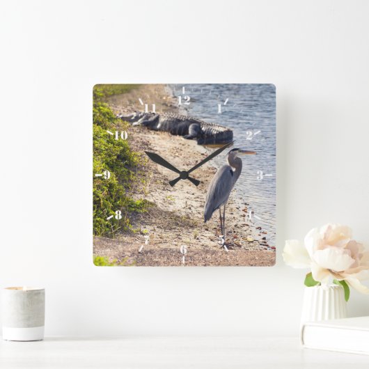 Grote blauwe Heron en alligator in het meer Vierkante Klok (Huis)