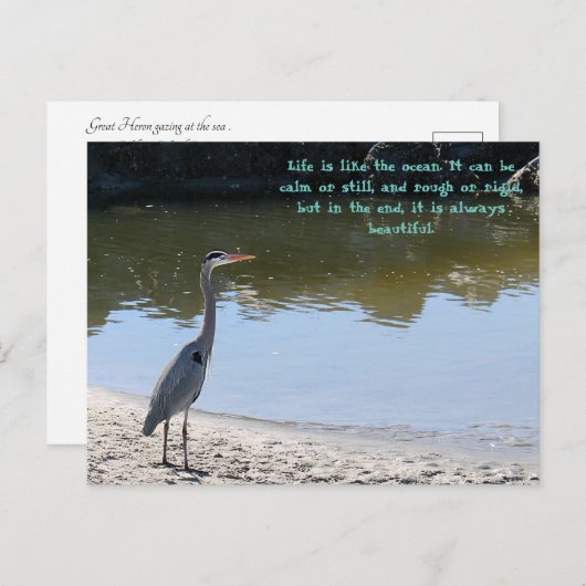 Grote Blauwe Heron Hilton Hoofd SC met Oceaan Briefkaart (Voorkant / Achterkant)