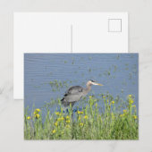 Grote Blauwe Heron in de rivier. Briefkaart (Voorkant / Achterkant)
