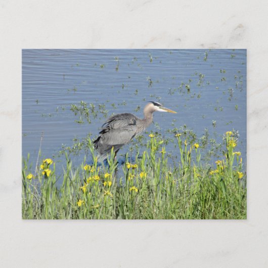 Grote Blauwe Heron in de rivier. Briefkaart (Voorkant)