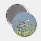 Grote Blauwe Heron in de rivier. Magneet (Voorkant / Achterkant)