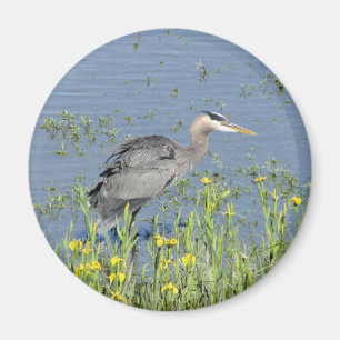 Grote Blauwe Heron in de rivier. Magneet