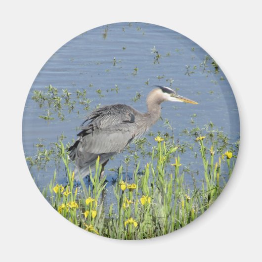 Grote Blauwe Heron in de rivier. Magneet (Voorkant)