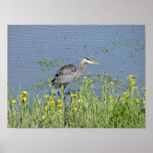 Grote Blauwe Heron in de rivier. Poster