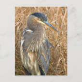 Grote Blauwe Heron in een Gebied van Golden Reeds Briefkaart (Voorkant)
