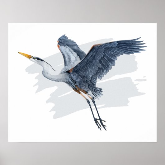 Grote Blauwe Heron in vlucht Poster (Voorkant)