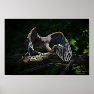 Grote Blauwe Heron in vlucht Poster