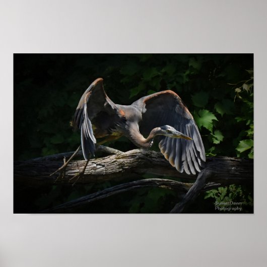 Grote Blauwe Heron in vlucht Poster (Voorkant)