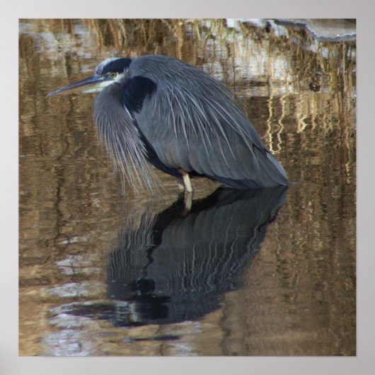 Grote Blauwe Heron in Water Poster (Voorkant)
