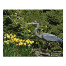 Grote Blauwe Heron met Daffodals