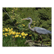 Grote Blauwe Heron met Daffodals