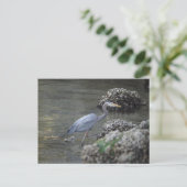 Grote Blauwe Heron onderweg Briefkaart (Staand voorkant)