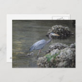Grote Blauwe Heron onderweg Briefkaart (Voorkant / Achterkant)