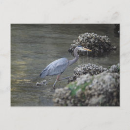Grote Blauwe Heron onderweg Briefkaart