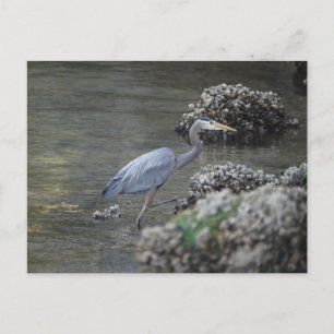 Grote Blauwe Heron onderweg Briefkaart