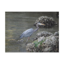 Grote Blauwe Heron onderweg